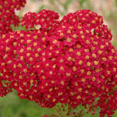 Achillea millefolium 'Kırmızı Kadife'