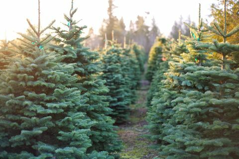 Satır güzel ve canlı Noel ağaçları