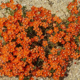 Anagallis Arvensis Çiçek Tohumları