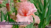 Rachel de Thame'nin Bir Yaz Bahçesi İçin En Renkli Bitkileri