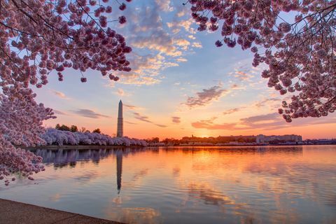 Kiraz ağaçları ve gündoğumu, Washington DC, Columbia, ABD, cityscape