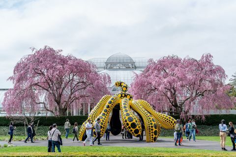 kusama kozmik doğa sergisi new york botanik bahçesinde