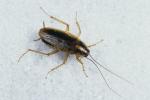 Roaches kurtulmak için nasıl