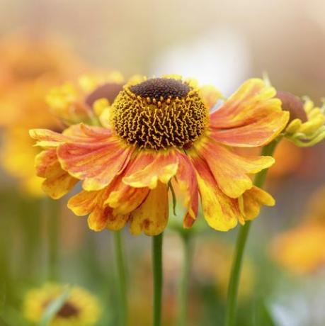 güzel yaz çiçekli, ortak hapşırma otu olarak da bilinen turuncu helenium çiçekleri, sahte ayçiçeği, helen çiçeği, sarı yıldız