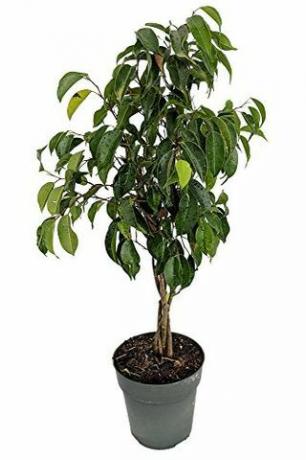 Örgülü Ficus Ağacı, 6 "Saksı