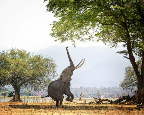 Afrika fili Boswell Mana havuzlarında, Zimbabve, iki ayak üzerinde