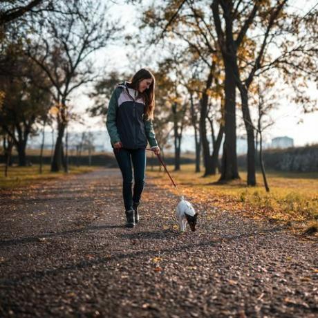 gün batımında halka açık parkta jack rusell terrier ile yürüyen genç kadın