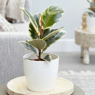 Ficus elastika 'Tineke'