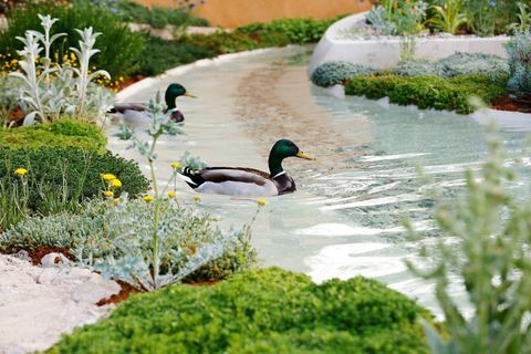 Ördekler, 21 Mayıs 2019 Salı, Londra'daki RHS Chelsea Flower Show'daki Dubai Majlis Garden'da suda yüzüyor.