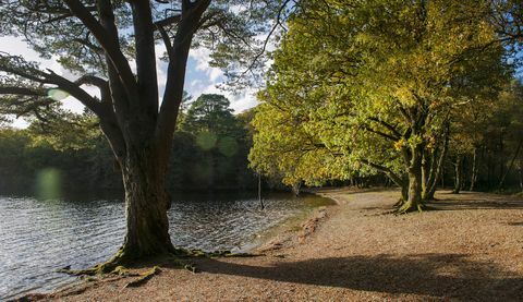 güney loch lomond'un batı kıyısında yer alan yaklaşık 103 dönümlük bir ada satılıktır