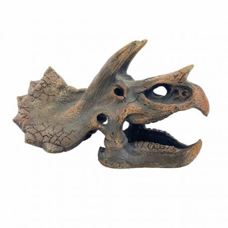 Dino Fossil Masaüstü Dekoru 