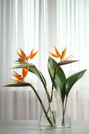 beyaz masada popüler houseplants cennet kuşu tropikal çiçekler