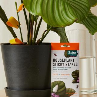 Houseplant Yapışkan Bahisler