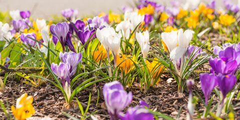 Bahar - çiçekli flowerbed birçok çiğdemler