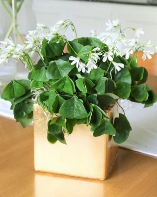 Oxalis Regnellii Pot O' Altın Hediye Şanslı Shamrocks