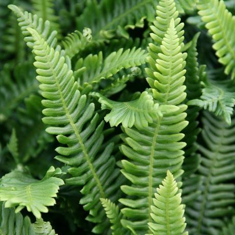 Blechnum baharatı