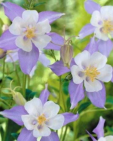 Aquilegia caerulea