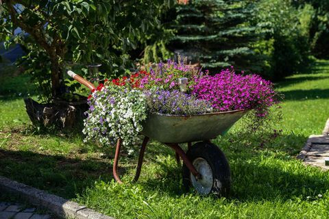 Güzel çiçekler ile el arabası bahçede duran