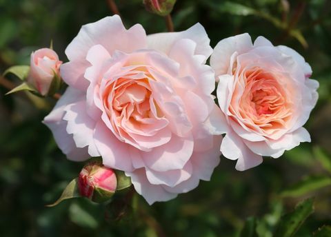 Rosa Sarah Elizabeth ("Athyfgrafos") - RHS Hampton Court Sarayı Çiçek Gösterisi 2018