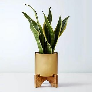 Ahşap Standlı Sansevieria Teneke