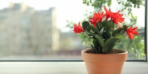 Güzel çiçek açan Schlumbergera bitkisi Noel ya da şükran günü kaktüsü pencere pervazında metin için yer var