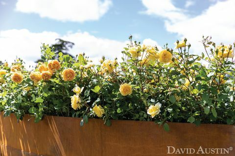 david austin, gül gökkuşağı enstalasyonu, rhs hampton mahkeme sarayı çiçek gösterisi, temmuz 2021