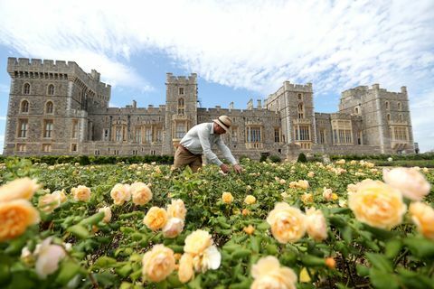 windsor kalesinin doğu teras bahçesi halka açıldı fotocall