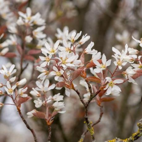 çiçek açan pürüzsüz serviceberry amelanchier laevis çiçeklerinin yakın çekim