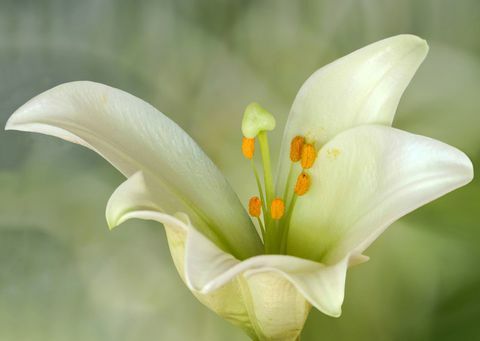 Lilium candidum veya Madonna Lily, gerçek zambaklardan biri olan Lilium cinsinde bir bitkidir. Balkanlar ve Batı Asya'ya özgüdür.