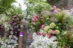 Chelsea Flower Show 2023 Kapısı İklim Değişikliği Nedeniyle Yeniden Tasarlandı