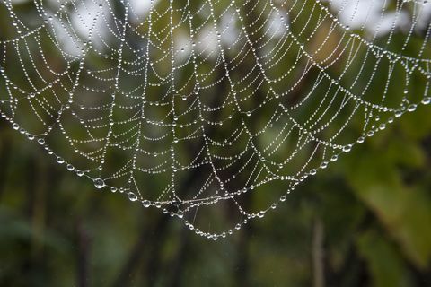 Çiğ kaplı örümcek ağları sabah güneşin altında bir servis birimi veya bahçede düşer.