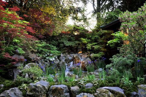 Kraliyet bahçecilik derneğindeki zanaatkar bahçeleri içinde yer alan kayalık bir su havuzunda büyüyen acer ağaçları ve bayrak irisi ile küçük Japon tarzı bahçe chelsea çiçek gösterisi 2018
