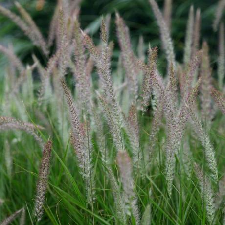 Pennisetum 'Peri Kuyrukları'