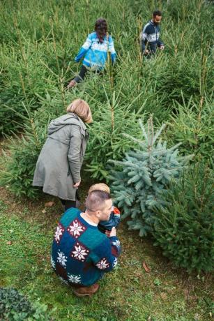 Bir Noel ağacı seçme aileler