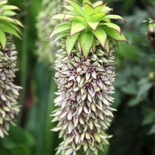 Eucomis çift renkli | ananas zambak soğanı