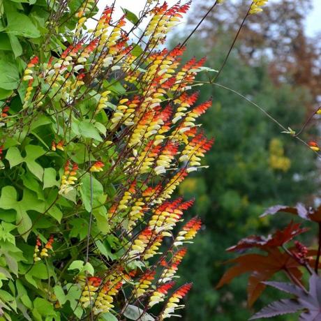 Ipomoea lobata, İspanyol bayrağı