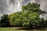 Gilwell Oak, Epping'de İngiltere'nin Yılın Ağacı seçildi