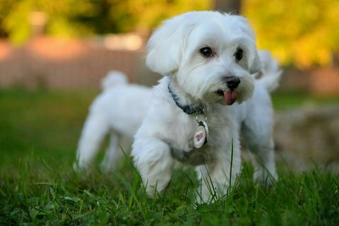 Malta köpek çimenlerde çalışan