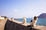 Japonya'daki Cat Adası