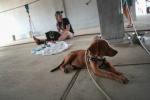 Harvey Kasırgası Sırasında Yer Değiştiren Evcil Hayvanlar Yakında Ötenazi Olma Riski Altında