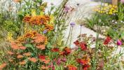 Tatton Park Çiçek Gösterisi: Dianne Oxberry Weather Garden Tribute