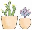 'Etli Stüdyolar' Ayda 10 $ İki Yeni Succulents Gönderecek