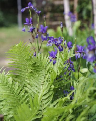 chelsea çiçek gösterisi 2022 john warland sanctuary garden tarafından tasarlanan bitki adamının buz bahçesi