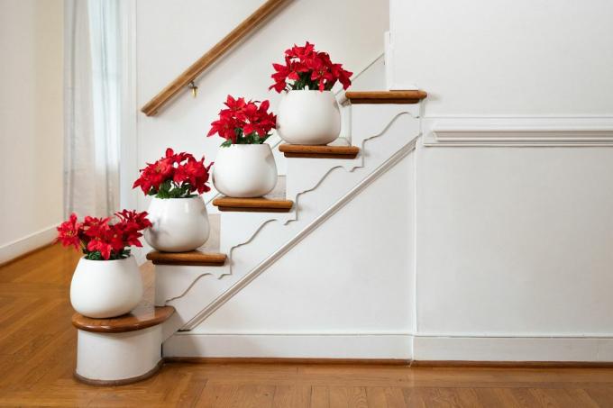 Noel için Atatürk çiçeği dekorasyon merdiveni