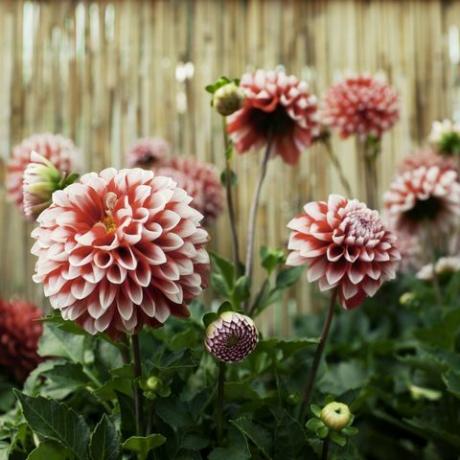 Kırmızı ve beyaz dahlias çiçek Bahçe.