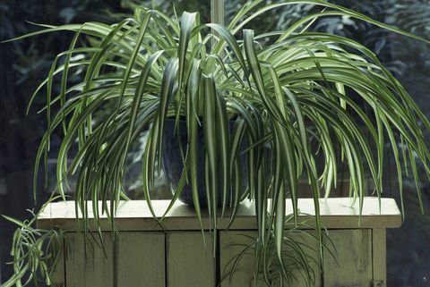 Ahşap stand vasıl pencere mavi sırlı tencerede örümcek bitki (Chlorophytum)