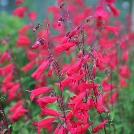 Penstemon 'Andenken ve Friedrich Hahn'