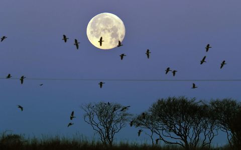 Supermoon Northumberland İngiltere